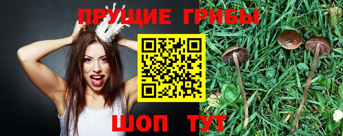Мценск  Псилоцибиновые грибы Psilocybe  Вход с VPN  Псилоцибиновые грибы мицелий 